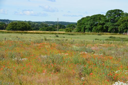 A little bit of the countryside surrounding Whitburn Village.